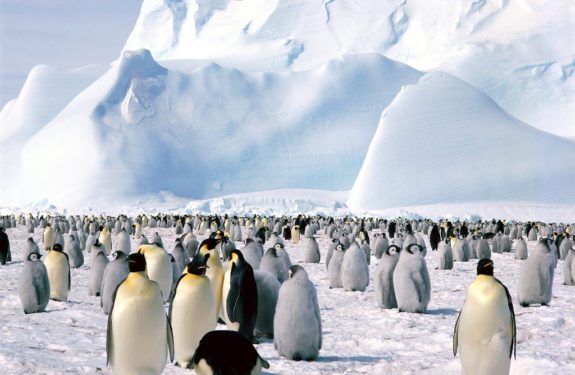 Penguins welcome students at ACM's new Antarctica program