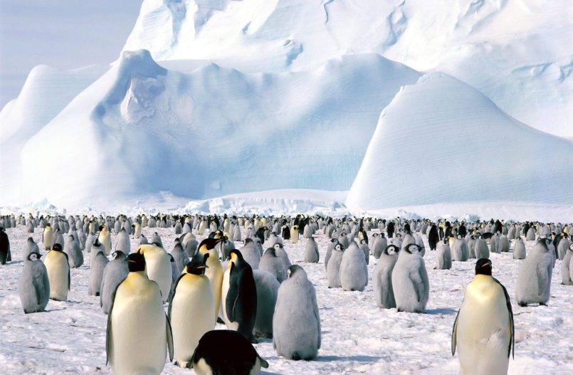 Penguins welcome students at ACM's new Antarctica program