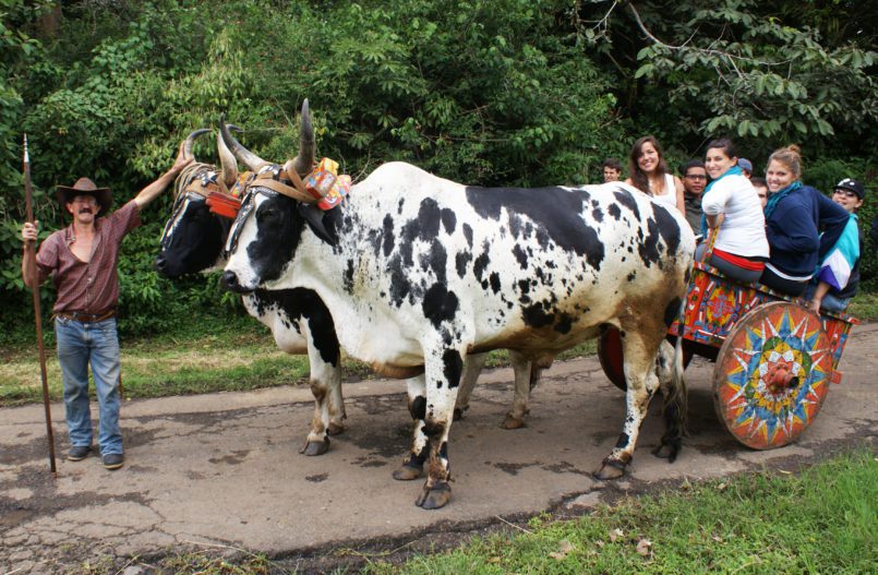 "Fillo" and the Costa Rican oxcart