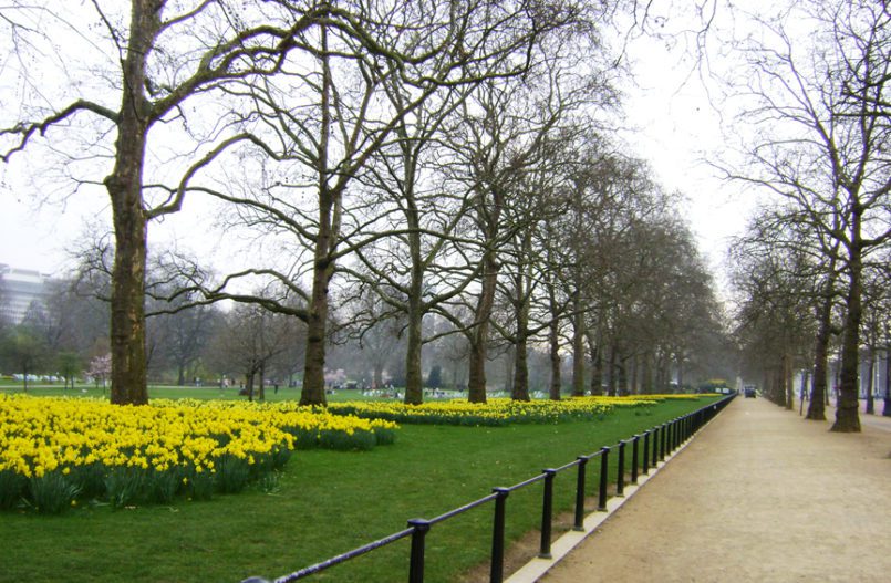 Daffodils in a London park