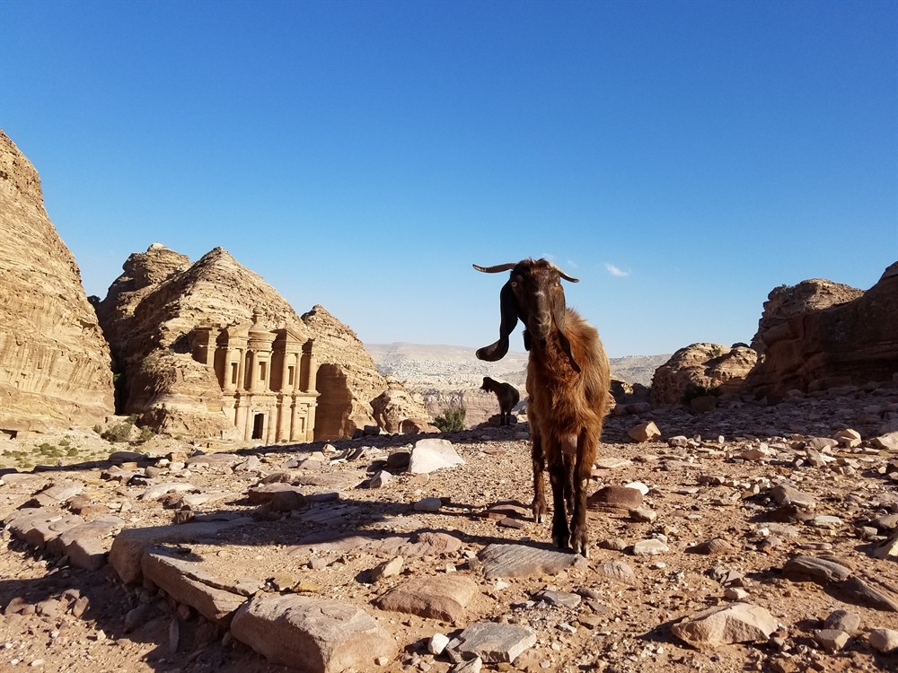 goat in Petra, Jordan