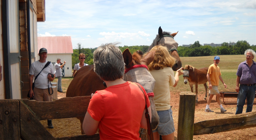 horses and people at farm