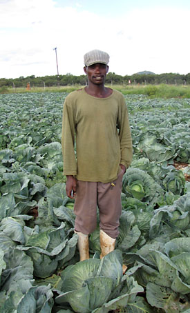 Cabbage farmer near Gaborone