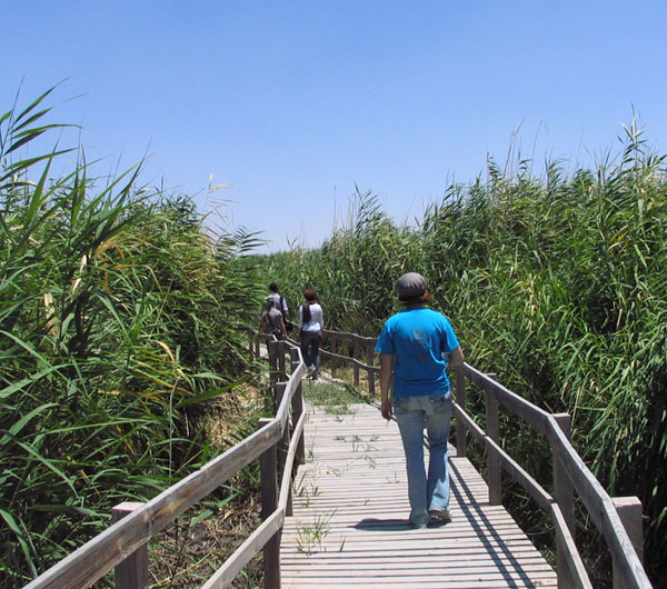 Azraq Wetland Reserve
