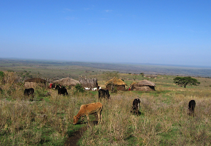 Maasai homes