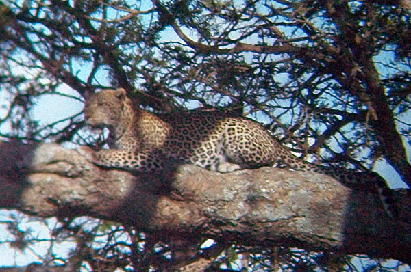 A leopard in Tarangire National Park
