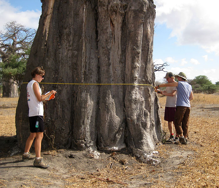 Measuring a baobab tree
